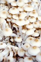 Enokitake mushrooms