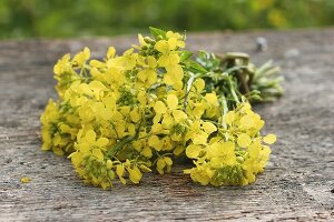 Bunch of oilseed rape flowers