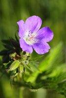 Meadow cranesbill (geranium pratense)