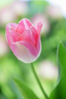 Rosa Tulpe mit Wassertropfen