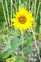 Sonnenblume im Garten