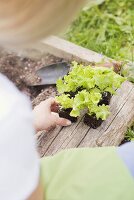 Lettuce being planted