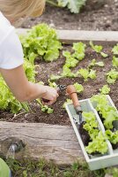 Lettuce being planted in a flower bed