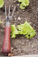 Salatpflanzen und kleiner Rechen im Beet