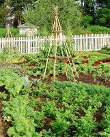 Garden of Decorative Cabbages