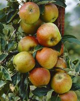 Apples, variety 'Cox's Orange Pippin', on tree