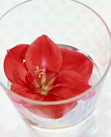 Rote Amaryllis-Blüte in einem Glas