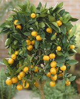 Calamondin-Bäumchen