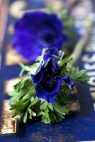 Blaue Anemonen