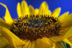 Sonnenblume (Close Up)