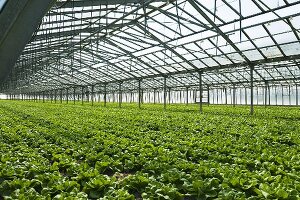 Lettuces in glasshouse