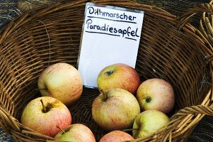 Apples, variety: 'Dithmarscher Paradiesapfel' in basket
