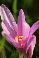 Herbstzeitlose mit Tautropfen (Close Up)