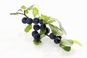 Sloes on branch