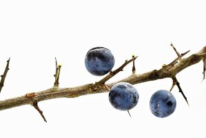 Sloes on branch