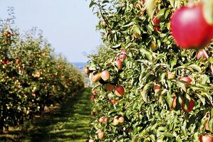 Apple orchard