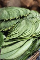 Paan (Betel) leaves (India)