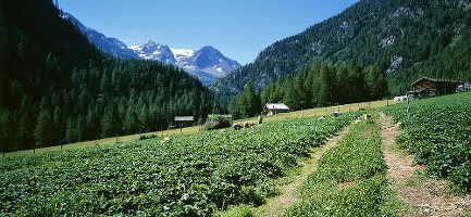 Erdbeerfeld in Martelltal, Südtirol, Italien