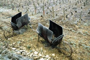 Old oil drums for heating the vines in winter (Burgundy)