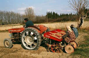 Potatoes being planted