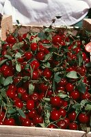 Cherries in a crate