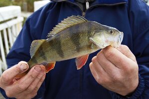 Freshly caught perch in an angler's hands