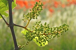 Shortly after flowering, incipient grapes