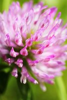 Kleeblüte (Close Up)