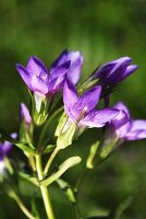 Flowering gentian