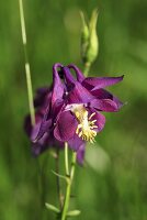 Akelei mit violetten Blüten