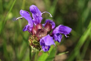 Prunella grandiflora in the open-air