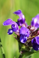 Prunella grandiflora (close up)