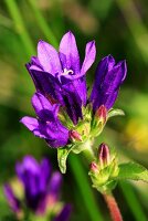 Clustered bellflower (in blossom)