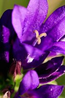 Knäuelglockenblume (Close Up)