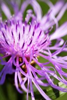 Centaurea jacea, knapweed flower (close up)