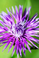 Centaurea jacea, knapweed flower (close up)