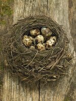 Quails' eggs in a nest