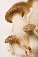 Trumpet Mushrooms
