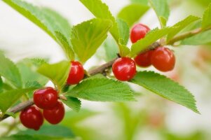 Red Ripe Nanking Bush Cherries, Prunus tomentosa, June 2008 Maryland, USA