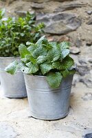 Lemon balm in a pot on a stone wall