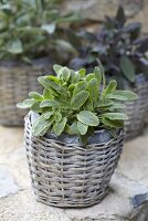 Sage in a pot on a stone wall