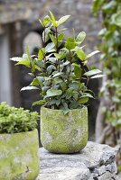 A bay laurel plant in a stone pot