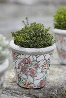 Lemon thyme in a flowerpot