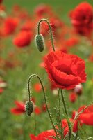 Red poppies