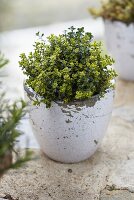 Thyme (Thymus citriodorus) in an herb pot