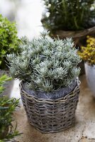 Borage in a basket