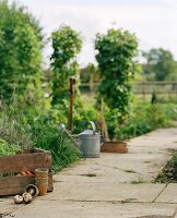 Gemüsegarten mit Giesskanne