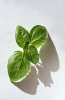 Sprig of Basil