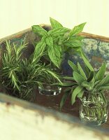 Still Life:Assorted Herbs in Glasses