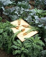 Freshly harvested carrots on tray in cabbage field